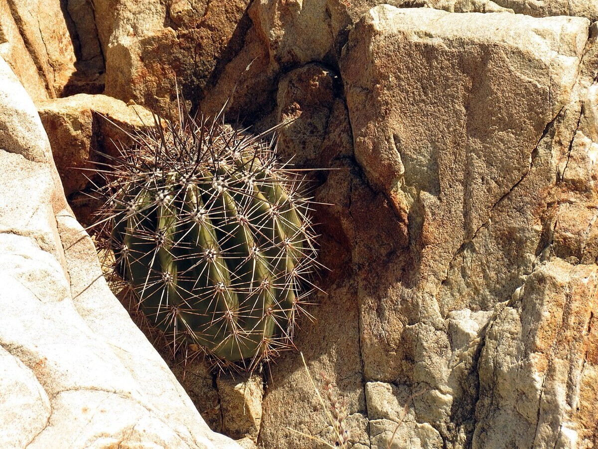 A young saguaro growing out of a crack in desert rock.