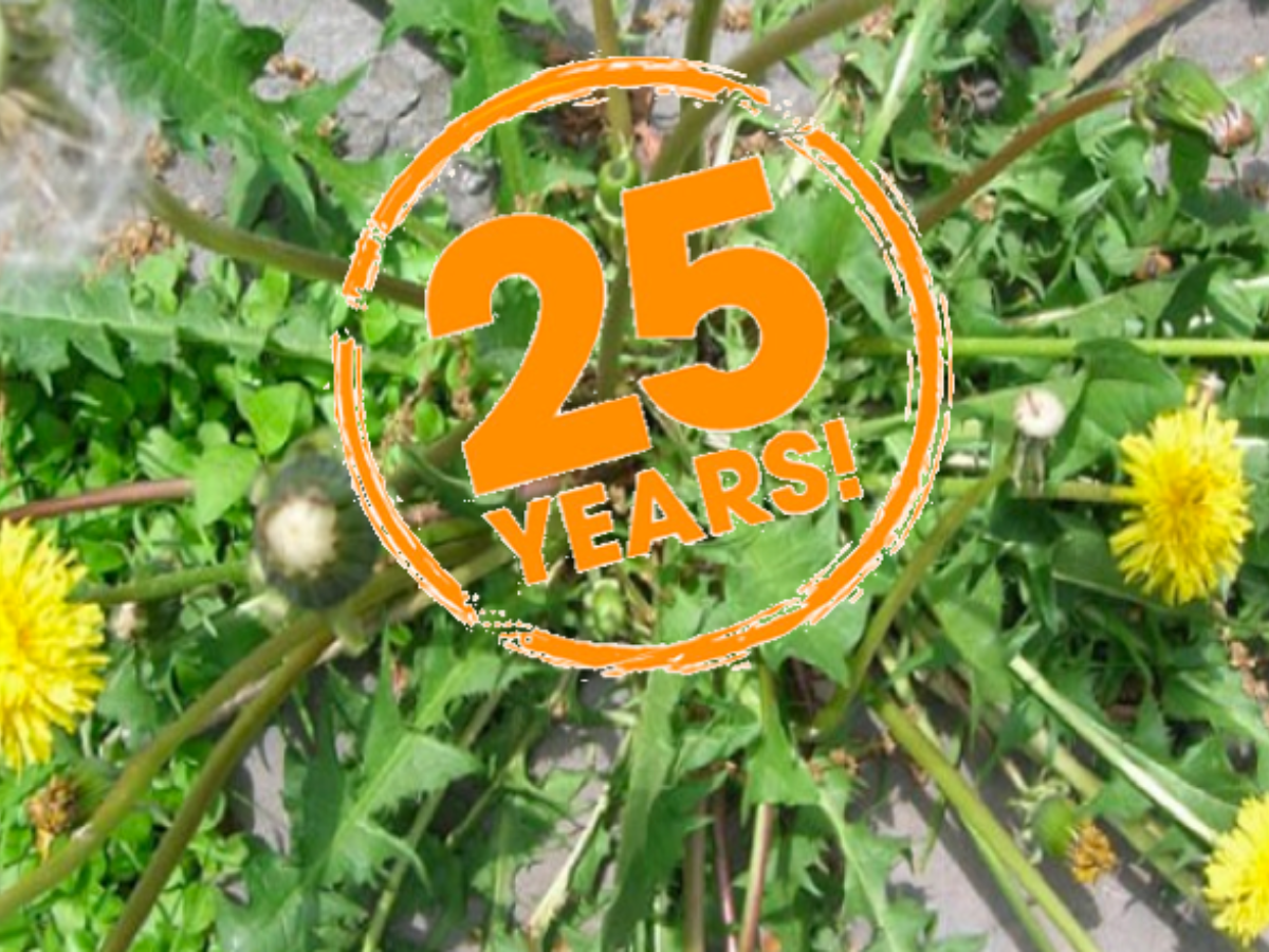 Dandelions growing through gravel, with an orange stamp reading “25 years!”.