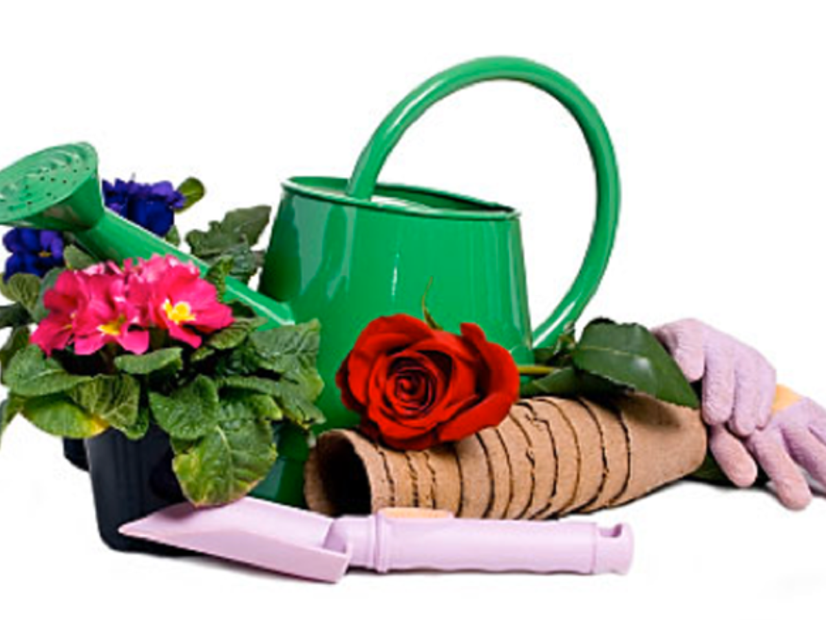 A green watering can with potted primroses, a cut rose, gardening gloves and a trowel.
