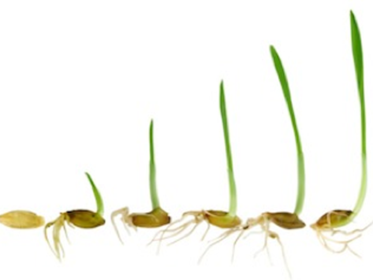 Six stages of a grass seed germinating, from a split seed to a single upright blade.