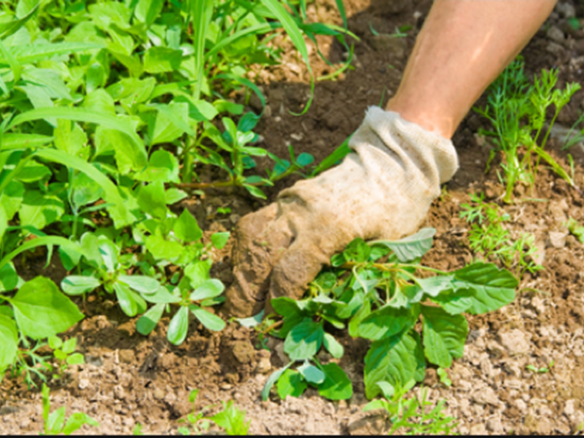 A gloved hand pulling a weed out of bare soil beside a bed of green plants.