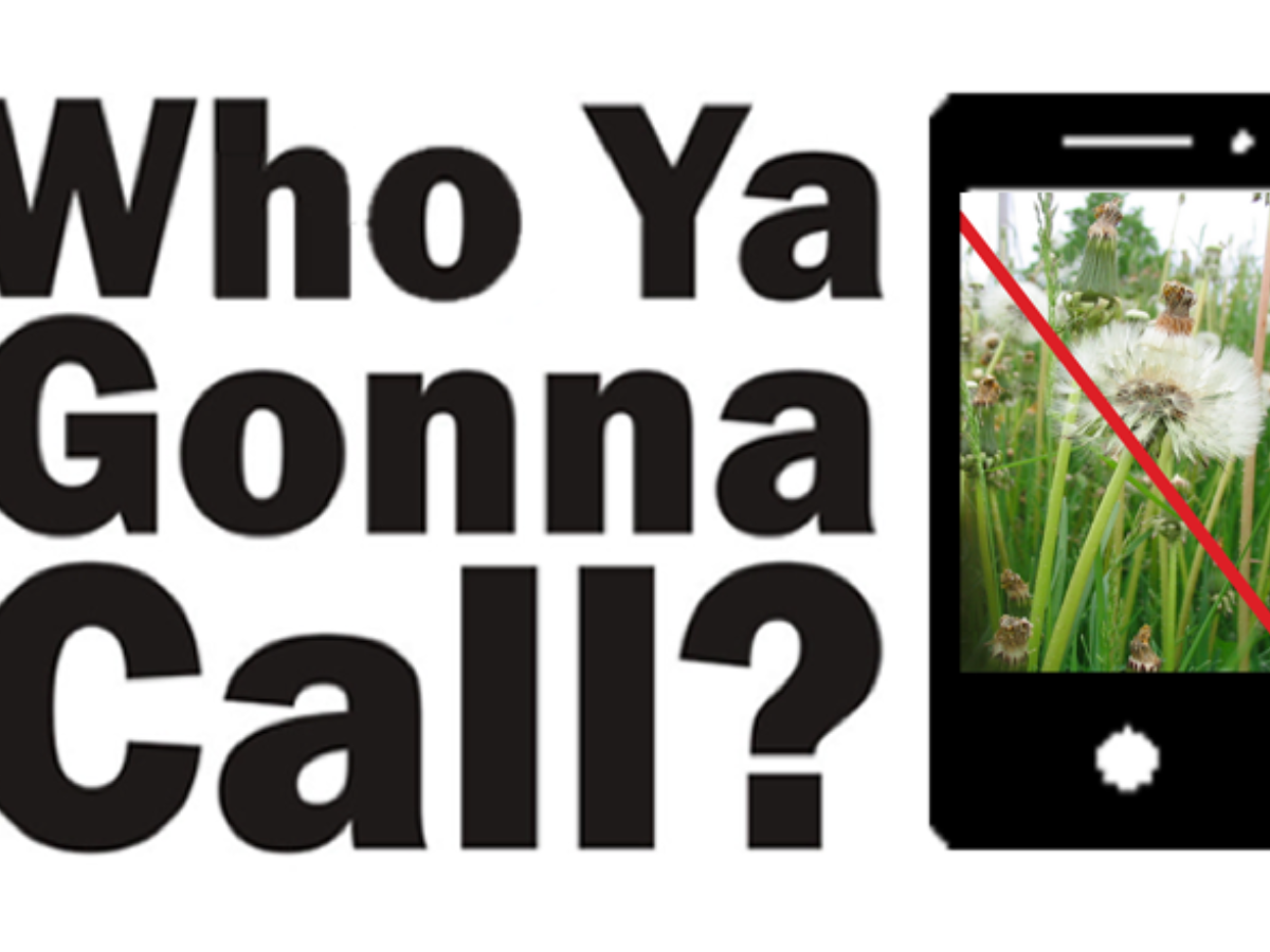 The words “Who Ya Gonna Call?” beside a phone showing a dandelion struck through in red.
