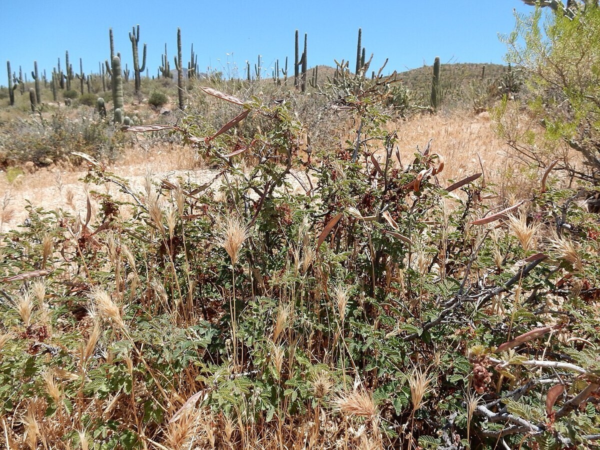 Red brome coming up through the base of a desert shrub.