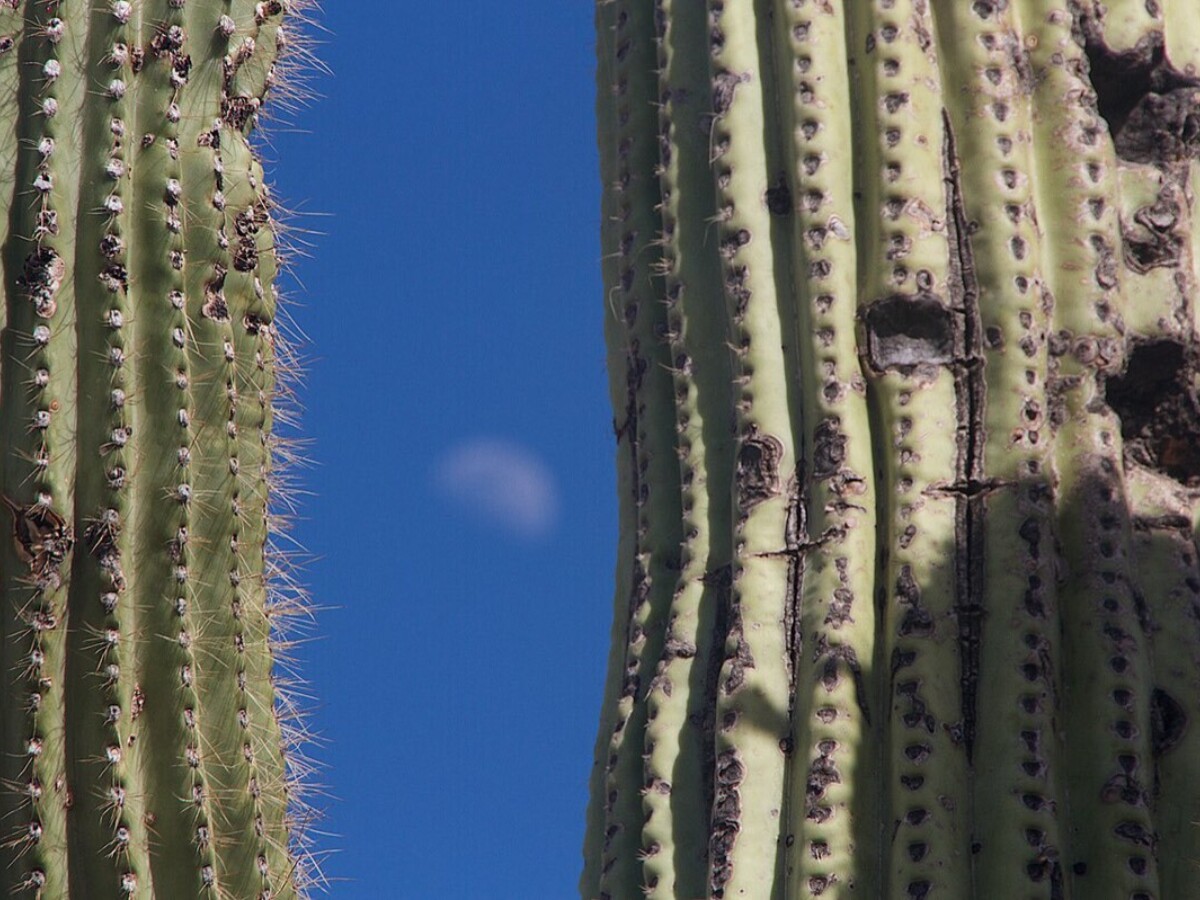 A close view of the ribbed trunk of a mature saguaro.