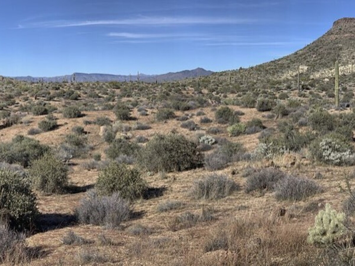 A wide view of the Sonoran desert with saguaros along the ridge.