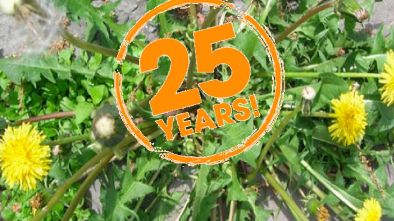 Dandelions growing through gravel, with an orange stamp reading “25 years!”.
