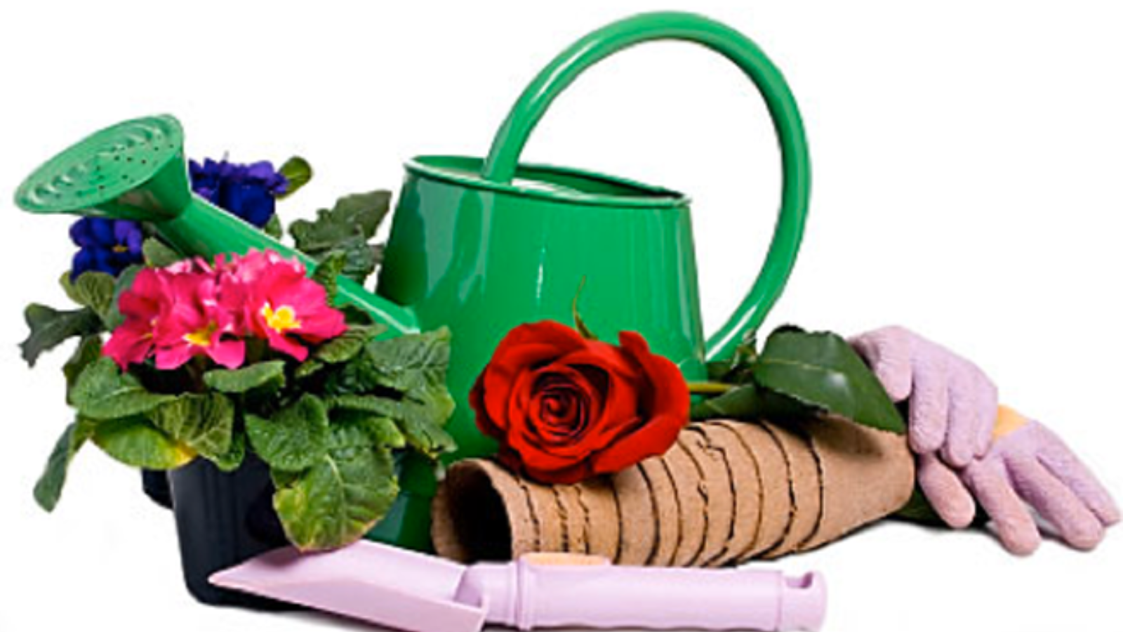 A green watering can with potted primroses, a cut rose, gardening gloves and a trowel.