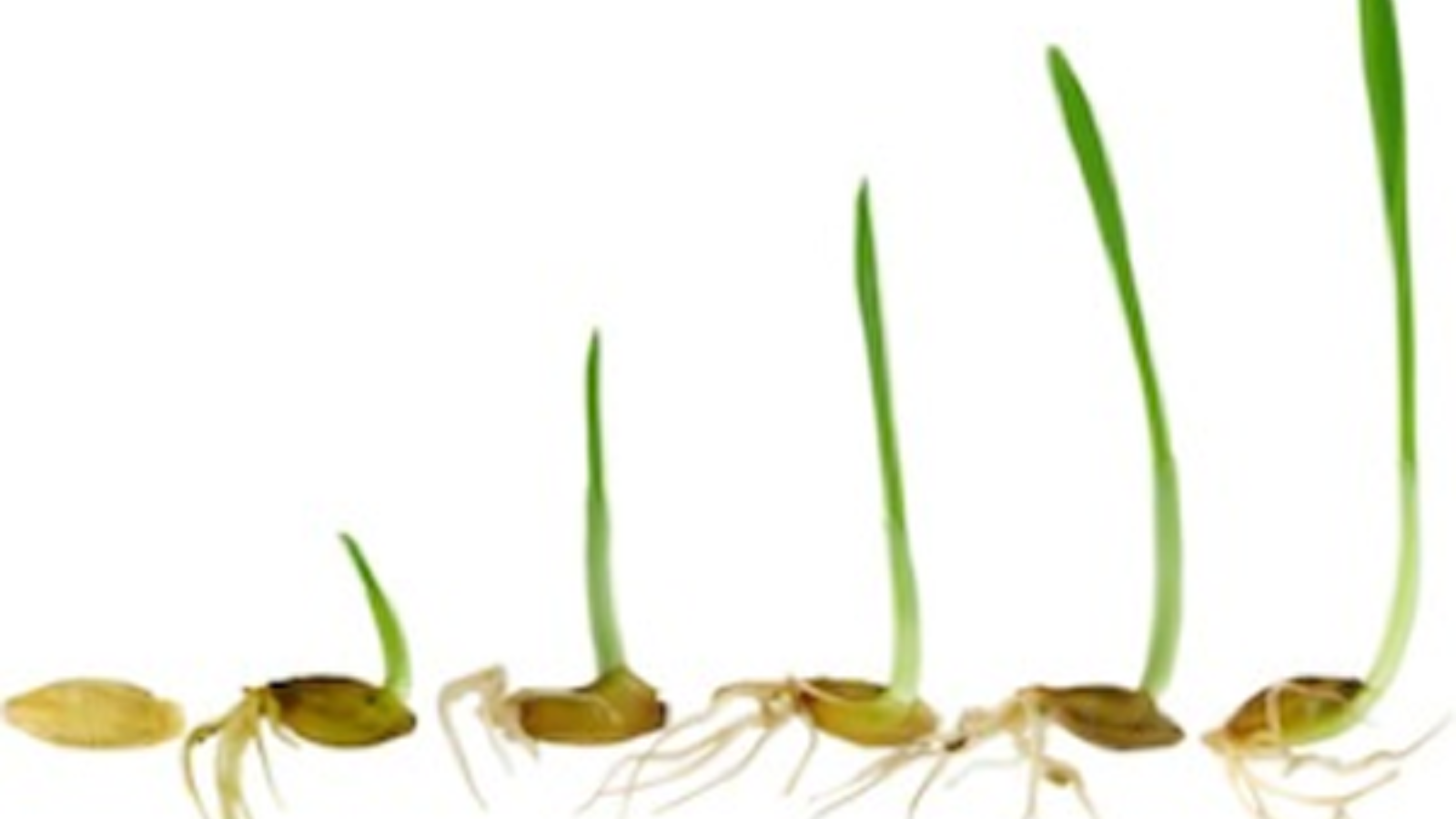 Six stages of a grass seed germinating, from a split seed to a single upright blade.