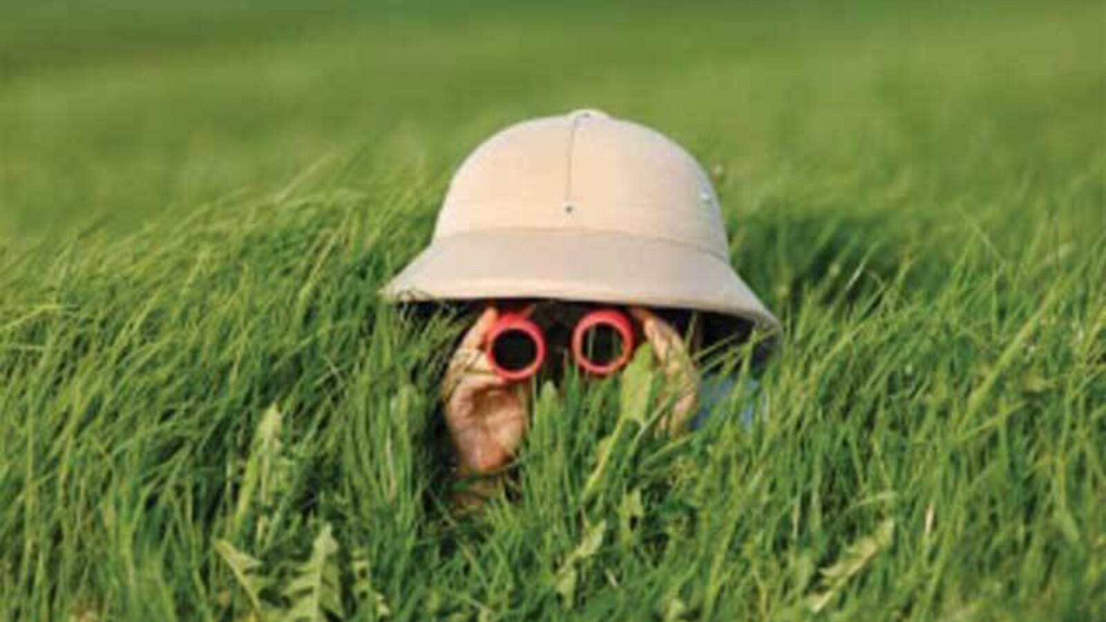 A person in a pith helmet peering through red binoculars out of grass grown up to their eyes.
