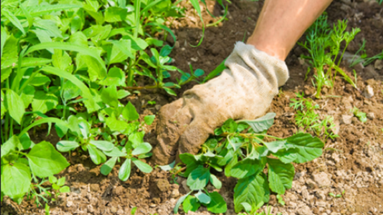 A gloved hand pulling a weed out of bare soil beside a bed of green plants.