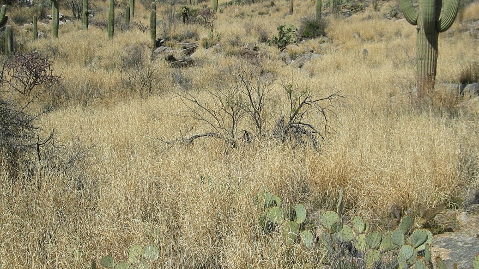 A dense stand of invasive buffelgrass growing on open desert ground.