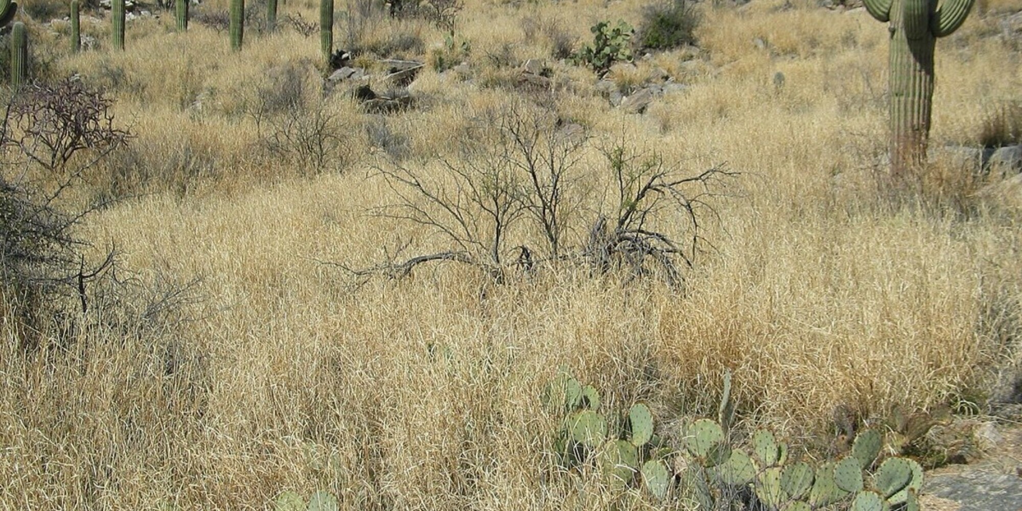 A dense stand of invasive buffelgrass growing on open desert ground.