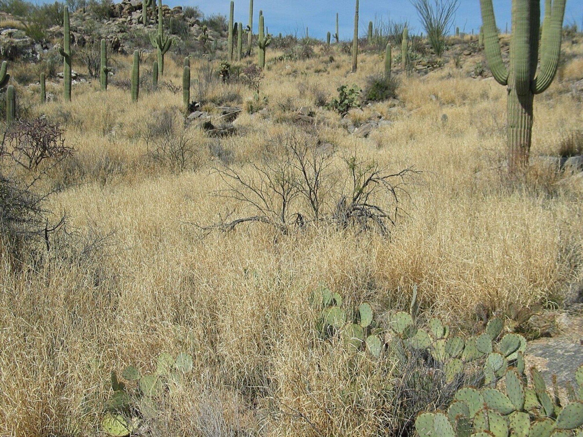 A dense stand of invasive buffelgrass growing on open desert ground.